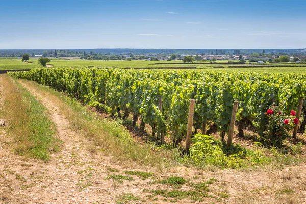Burgundy Bourgogne 'daki üzüm bağında Pinot Noir ve Chardonnay' in evindeki mavi gökyüzü manzarası. Cote dOr — Stok fotoğraf