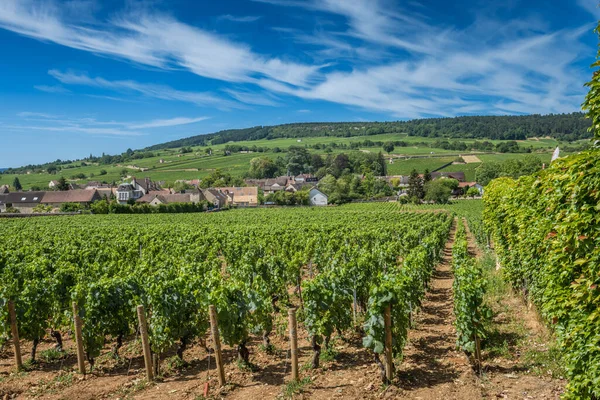 Blick in den Weinberg in Burgund Bourgogne Heimat von Pinot Noir und Chardonnay im Sommertag mit blauem Himmel. Cote dOr — Stockfoto