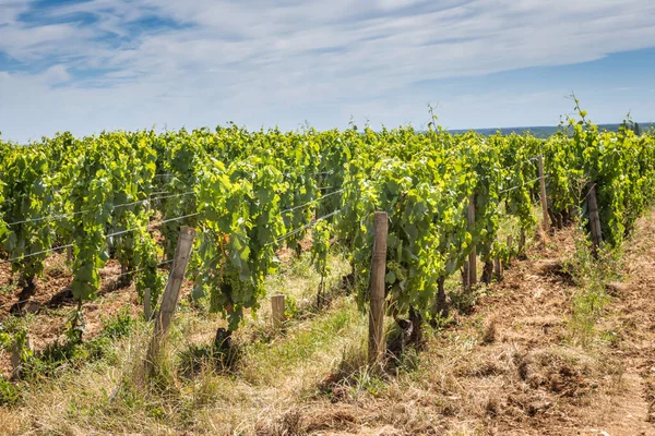 Vue sur le vignoble bourguignon maison de pinot noir et chardonnay en journée d'été avec ciel bleu — Photo