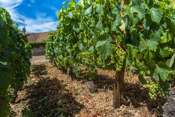 Burgundy 'deki üzüm bağının manzarası Pinot Noir ve Chardonnay' in yaz günü mavi gökyüzü — Stok fotoğraf