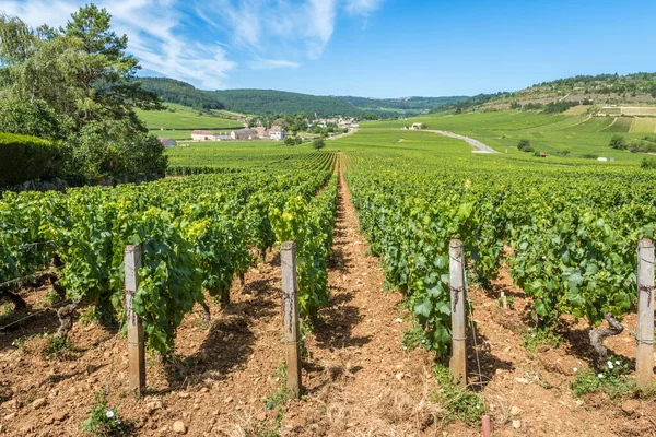 Burgundy 'deki üzüm bağının manzarası Pinot Noir ve Chardonnay' in yaz günü mavi gökyüzü — Stok fotoğraf