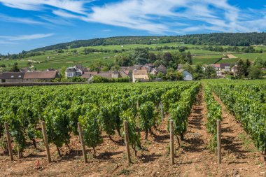 Burgundy Bourgogne 'daki üzüm bağında Pinot Noir ve Chardonnay' in evindeki mavi gökyüzü manzarası. Cote d 'Or.