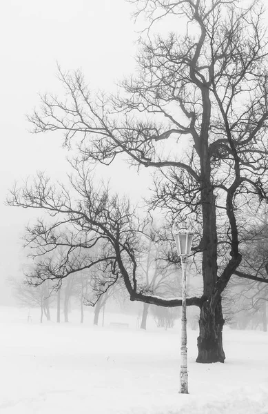 Escena Invierno Brumosa Con Árboles Sin Hojas Lámpara Niebla —  Fotos de Stock