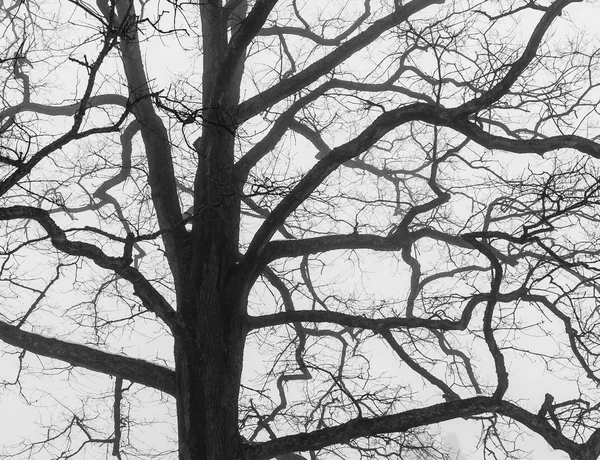 Tło Gołe Drzewa Korony Sylwetek Kapryśną Oddziałów Niskiej Perspektywy — Zdjęcie stockowe