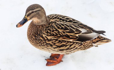 Beyaz arka plan üzerinde izole Wald mallart ördek