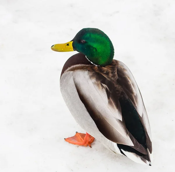 Mallard Duck . Colourful mallard duck isolated on white backgroun