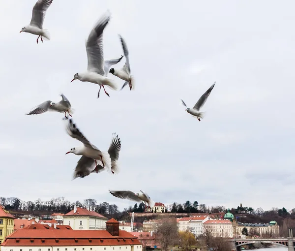 Gaivotas Voadoras Sobre Vltava Perto Ponte Charles Praga República Checa — Fotografia de Stock