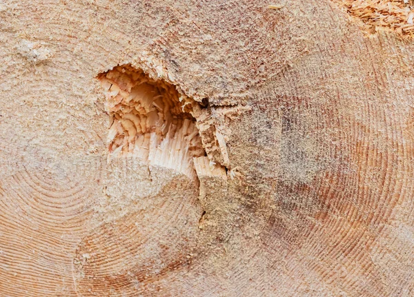 Поперечное Сечение Ствола Дерева Фон — стоковое фото