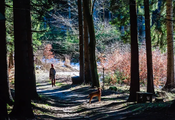 Czech Republic Marianske Lazne January 2018 Woman Walking Dog Forest — Stock Photo, Image