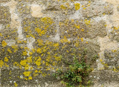 Arka plan taş duvar tipi