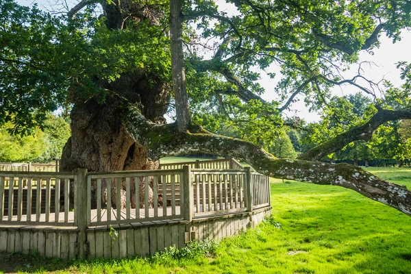 Guilhotin Oak 9M60 Circumference Forest Broceliande Paimpont Brittany França — Fotografia de Stock