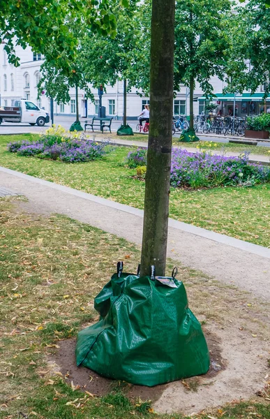 市内の木の周りに植木鉢を散水。補任 — ストック写真