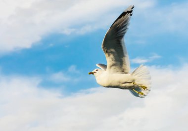 Bulutlu gökyüzünde uçan martı