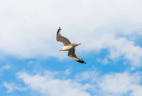海鸥在多云的天空中飞翔 — 图库照片