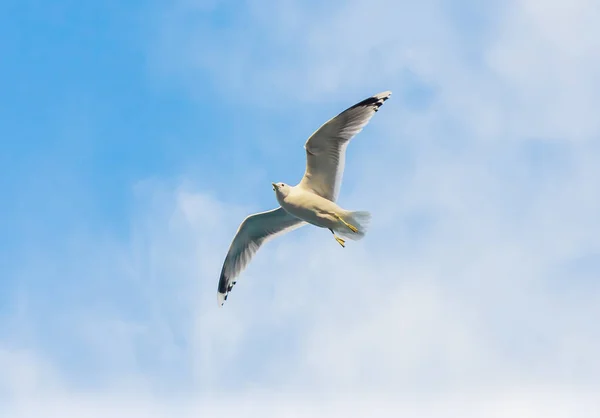 Gaivota voando contra o céu nublado — Fotografia de Stock