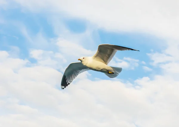 Gaivota voando contra o céu nublado — Fotografia de Stock