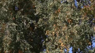 Parkta sonbaharında renkli yaprakları