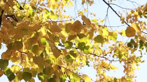 Feuilles colorées à l'automne dans le parc — Video