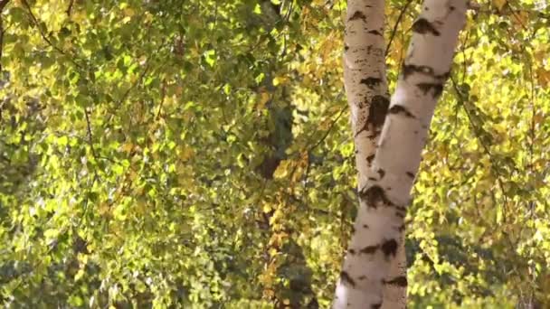 Цветные листья осенью в парке — стоковое видео