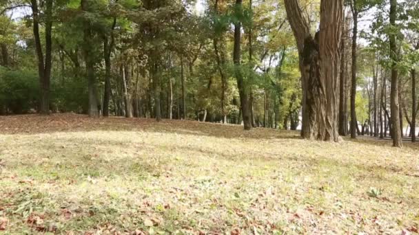 Folhas coloridas no outono no parque — Vídeo de Stock