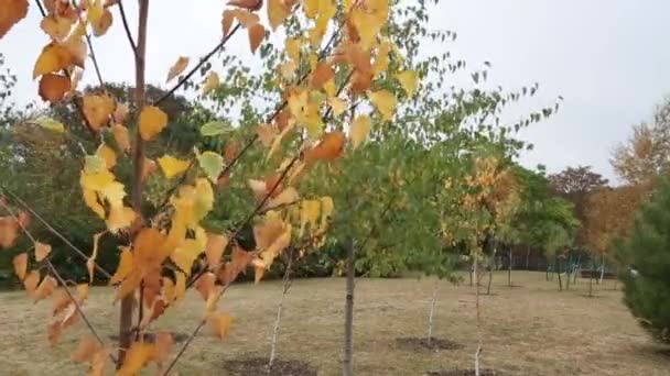 Kleurrijke bladeren in de herfst in het park — Stockvideo