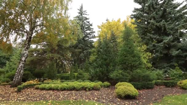 Hojas coloridas en el otoño en el parque — Vídeos de Stock