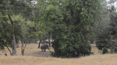 Hint fil Forest Ulusal Parkı, Hindistan