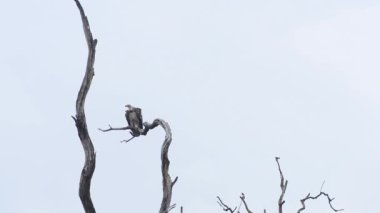 Griffon, kara akbaba Milli Parkı, Hindistan