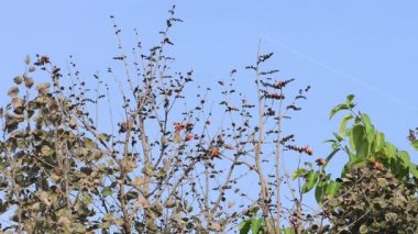 Hindistan Ulusal parkında orman manzara