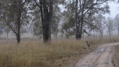 Sambar geyiği Forest Ulusal Parkı, Hindistan