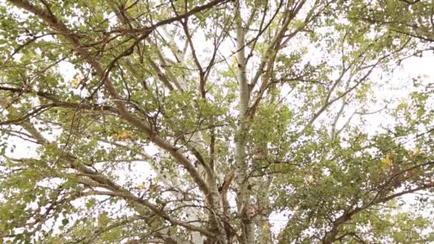 Stary pień drzewa osika, korzenie i gałęzie — Wideo stockowe