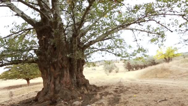 Antiguo tronco de álamo, raíces y ramas — Vídeo de stock