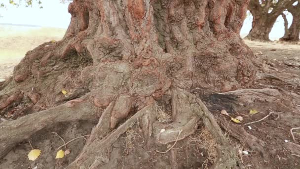 Gamla aspen trädstam, rötter och grenar — Stockvideo