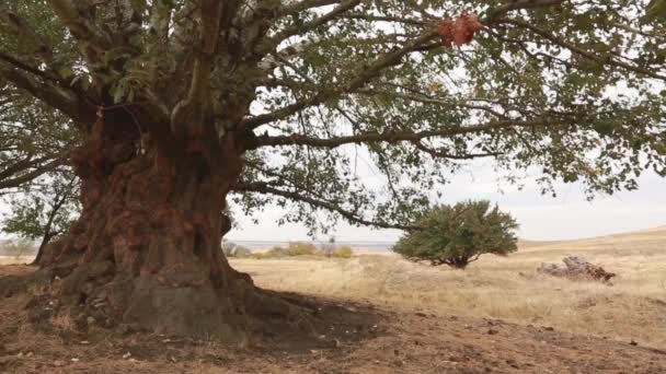 Antiguo tronco de álamo, raíces y ramas — Vídeo de stock