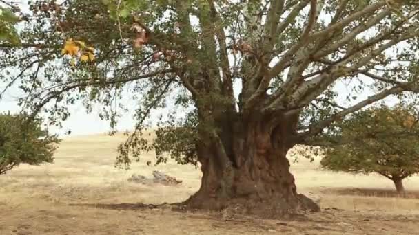 Старая осина ствол дерева, корни и ветви — стоковое видео