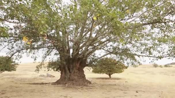 Tronco de árvore de álamo velho, raízes e ramos — Vídeo de Stock