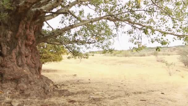 Tronco de árvore de álamo velho, raízes e ramos — Vídeo de Stock