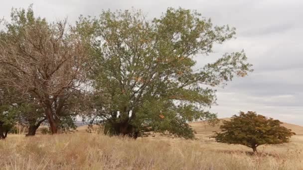 Antiguo tronco de álamo, raíces y ramas — Vídeos de Stock