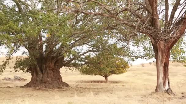 Starý kmen stromu osika, kořeny a větve — Stock video