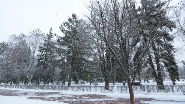 Gyönyörű téli táj hóval borított fák — Stock videók