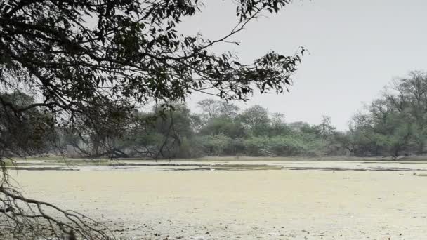 Красиве озеро в keolado Національний парк, Індія — стокове відео