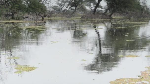Beautiful lake in the Keolado National Park, India — Stock Video