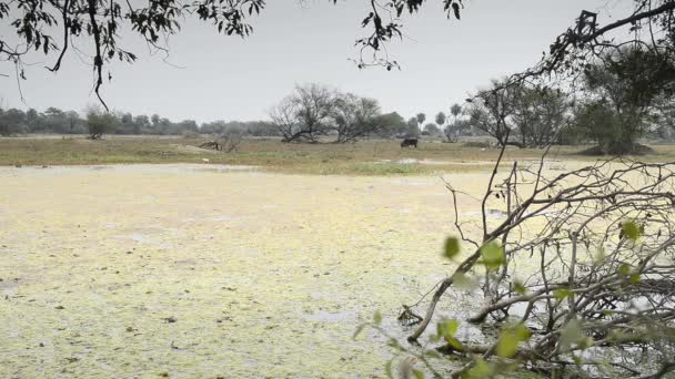 Schöner see im keolado nationalpark, indien — Stockvideo