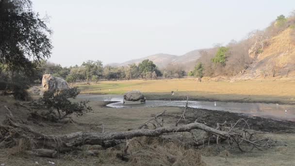 Vacker sjö i Ranthambore nationalpark, Indien — Stockvideo