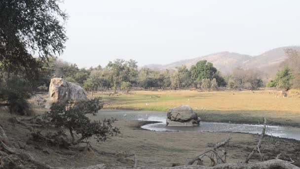 Beau lac dans le parc national de Ranthambore, Inde — Video
