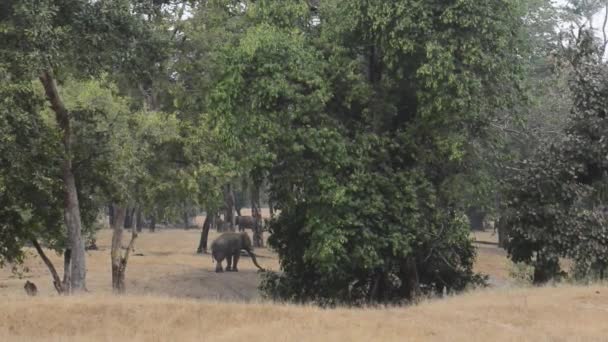 Elefante indiano na floresta no Parque Nacional, Índia — Vídeo de Stock