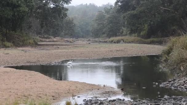 Güzel nehir Milli Parkı, Hindistan — Stok video