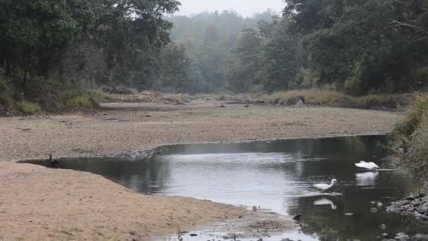 Hermoso Parque Nacional del río, India — Vídeo de stock