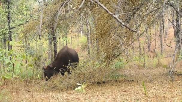 Jeune gaur mâle ou bison indien qui se tient au milieu des arbres dans la forêt par une journée ensoleillée d'hiver — Video