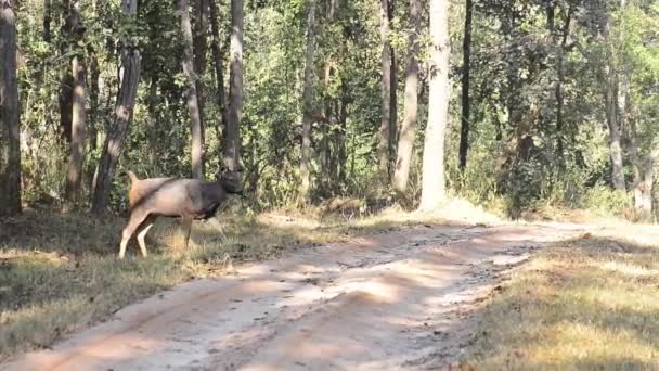 Veado Sambar na floresta Parque Nacional, Índia — Vídeo de Stock